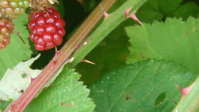 blackberry